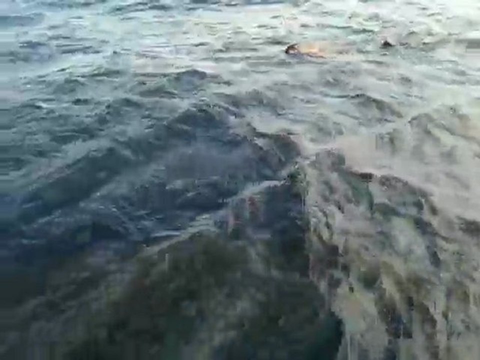 Malpelo