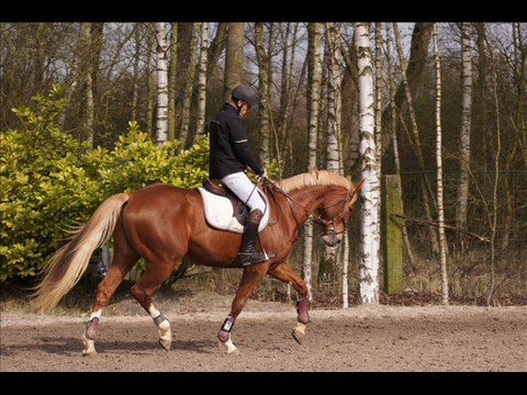 TYSON CSO 4 ANS LES PHOTOS DU PARCOURS A VERQUIGNEUL