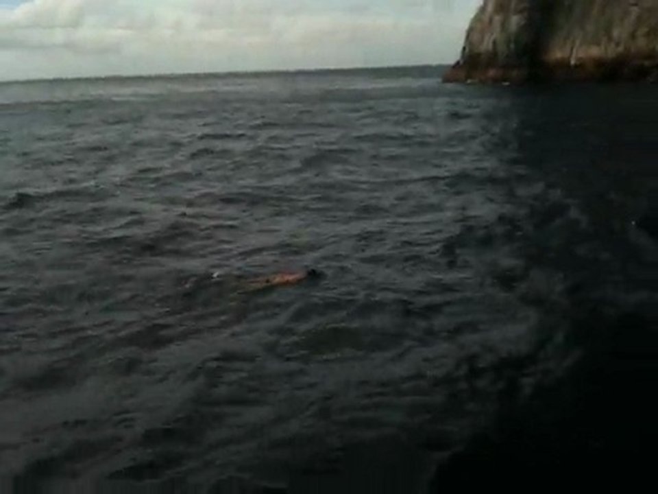 Malpelo
