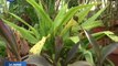 Salon Edenia : des plantes exotiques à Cergy