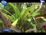 Salon Edenia : des plantes exotiques à Cergy