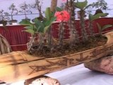 Exhibition of Unique Bonsai Varieties Held in Central India