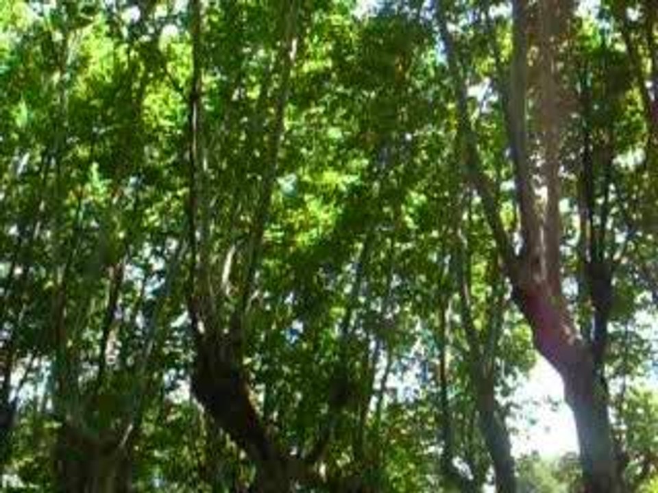 platanes
