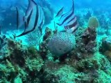 Atlantic Spadefish on Flat Cay West Reef, St. Thomas