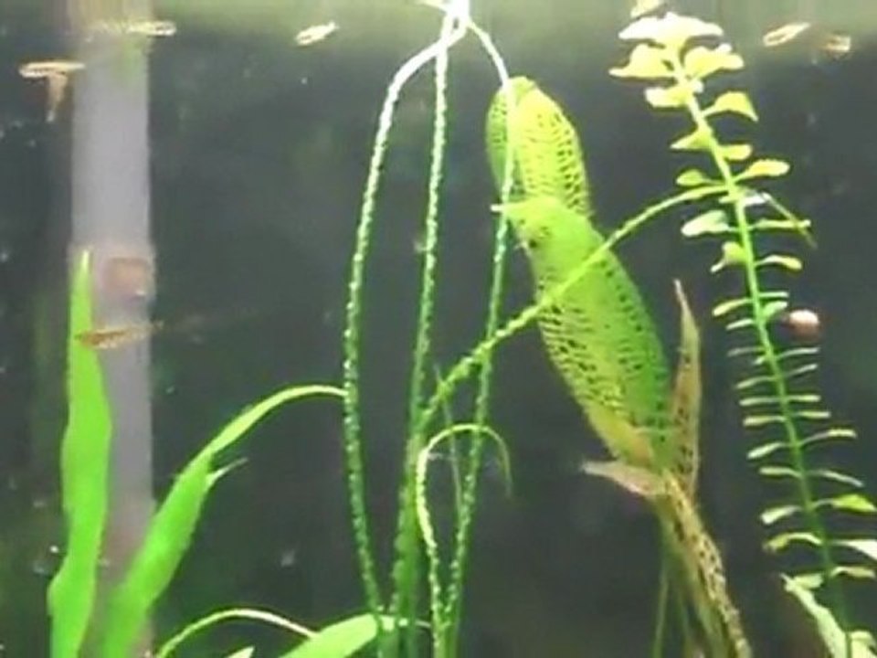 Growth of plants in a fine substrate over dirt in the ...