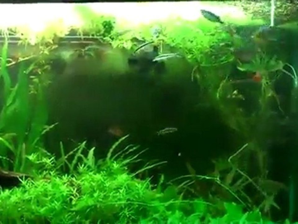 220 Gallon Rainbowfish tank. 220 planted tank 10-22