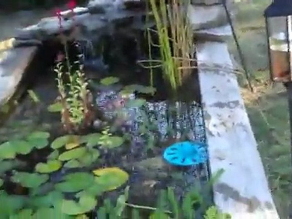 Cleaning out garden ponds a little at the end of the year