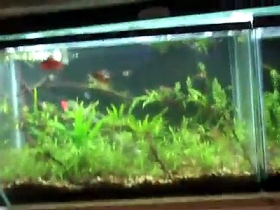 Kirts tanks..10-17 10 gallon planted tank