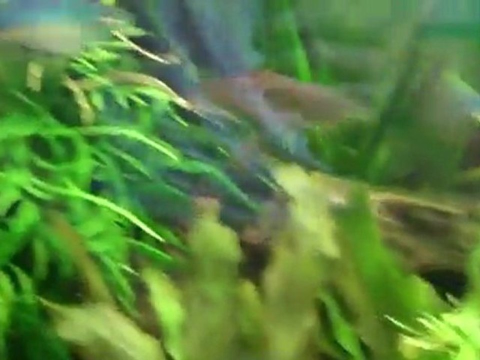 Removing the duckweed from the 220 during waterchanges