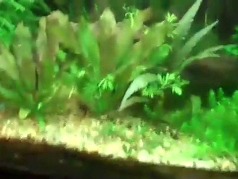Amazon Swords. Echinodorus species, Sword Plants. ...