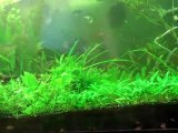 40$ worth of plants for Roy. Aquarium plants forsale