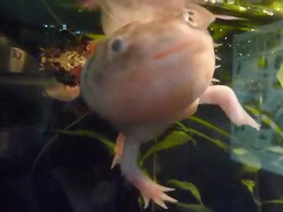 LilieVlad Creature Bizarre