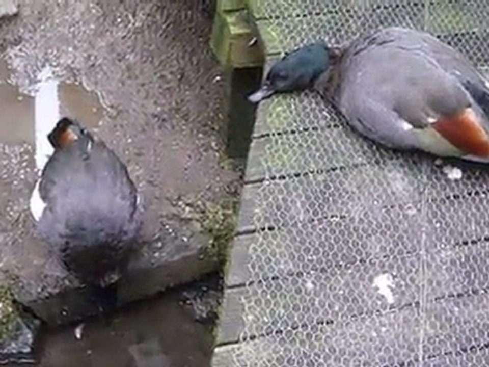 LilieVlad Canards Flipper