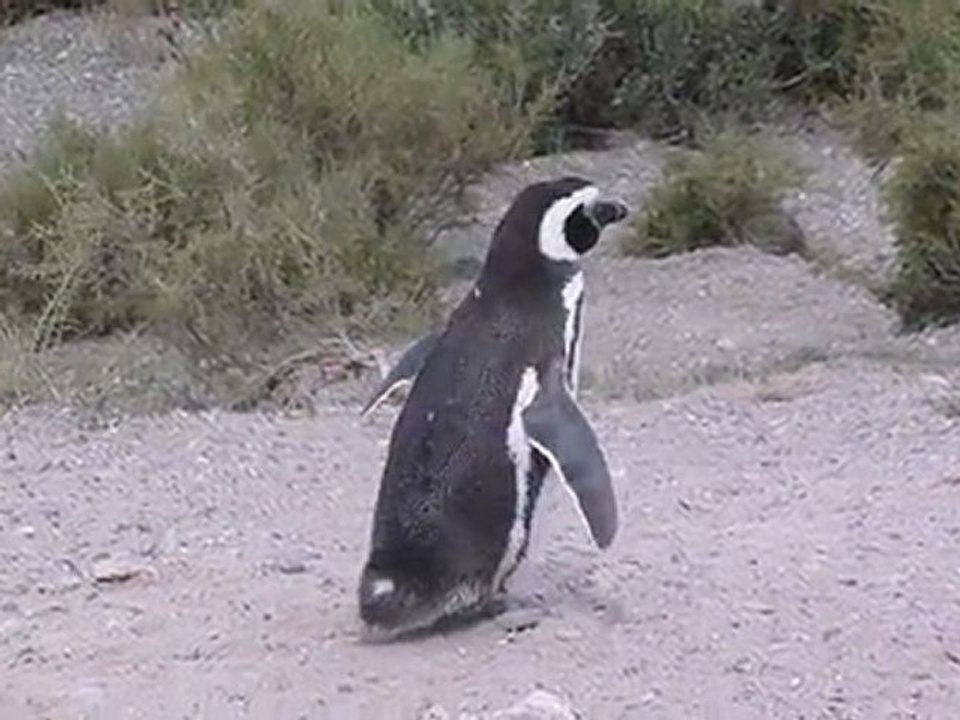 LilieVlad PeninsuleValdes Pingouin