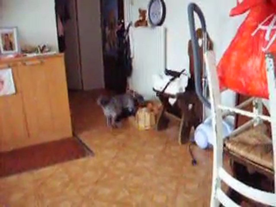 mimi dans son panier (2)