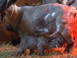Naissances en série chez les chèvres naines