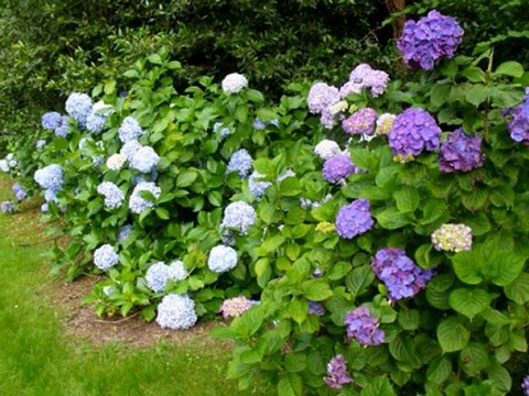 Brigitte Fassbaender: Lieder eines fahrenden Gesellen 2 by Gustav Mahler