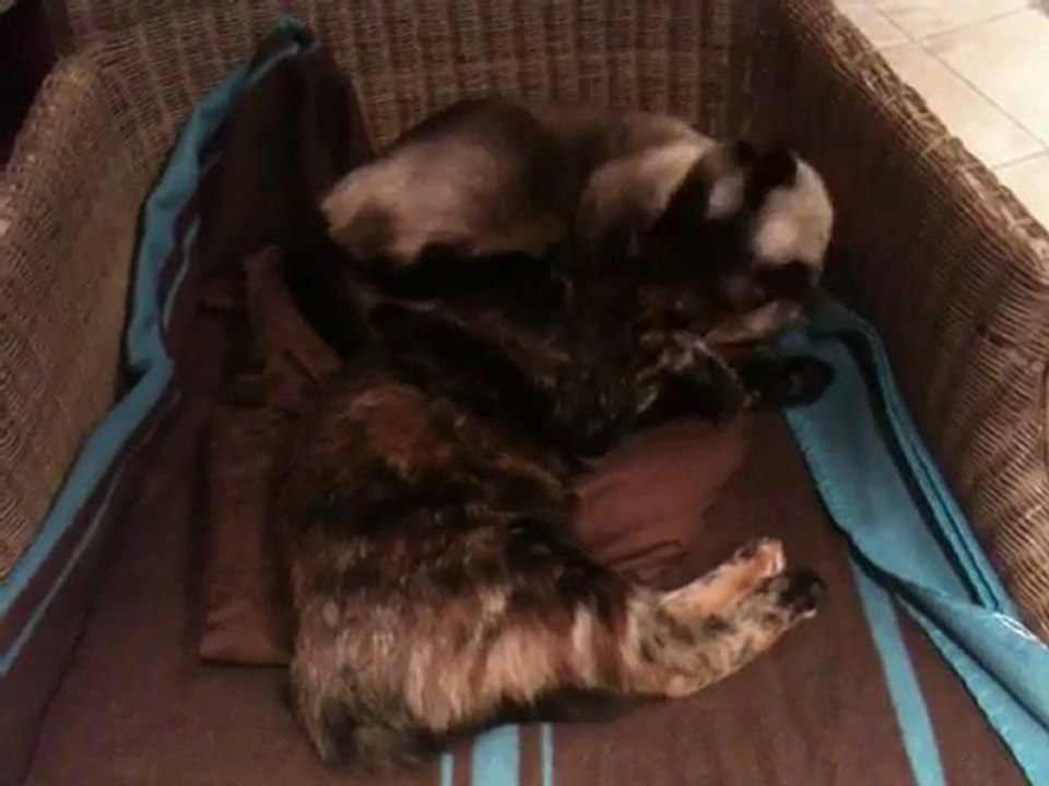 Calin avec Pimousse