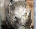 Zoo d'Amnéville : un bébé pour maman rhino