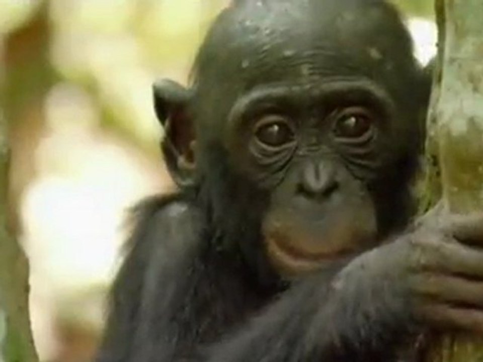 Film "Bonobos" d’Alain Tixier