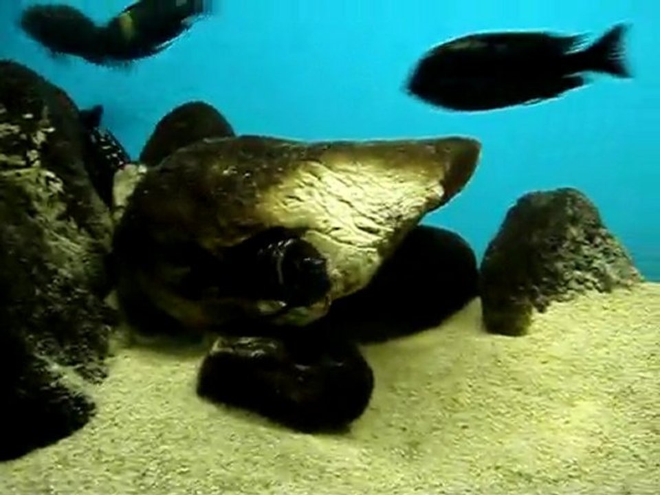 Tropheus Duboisi Feeding