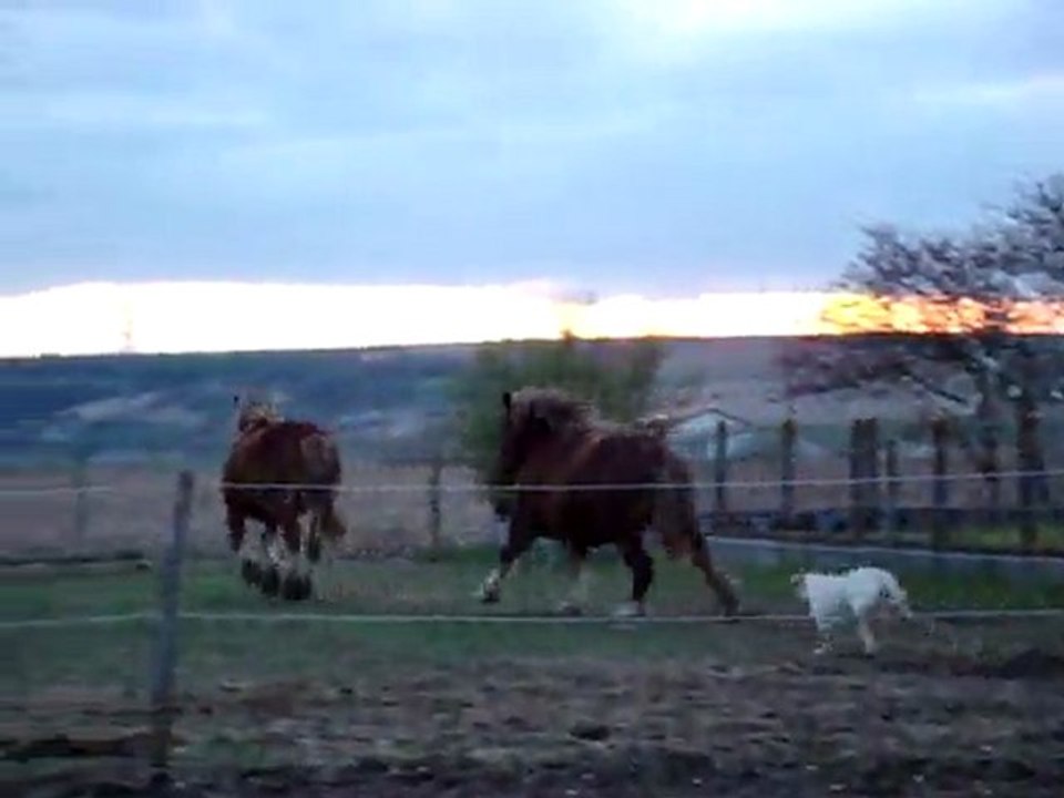 chevaux pré