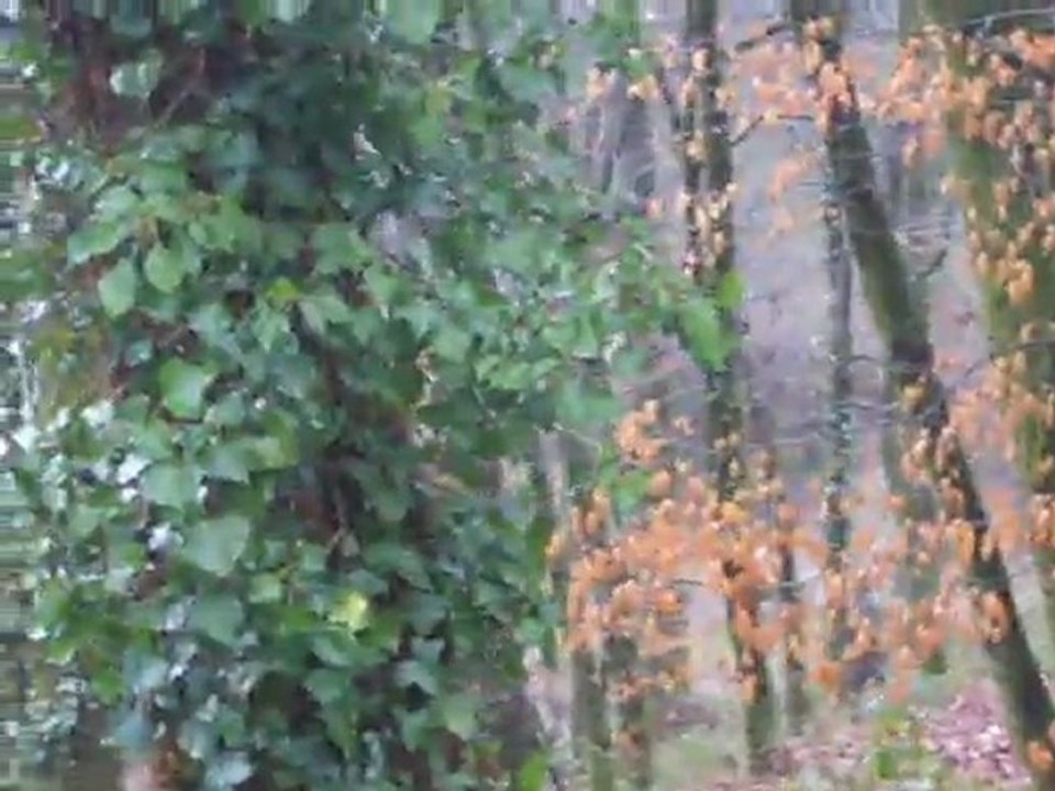 La quête au bois 1 (Equipage de Lièvre)