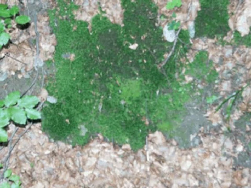 Das Sorpetal - Urlaub im Sauerland / www.sorpetal.de