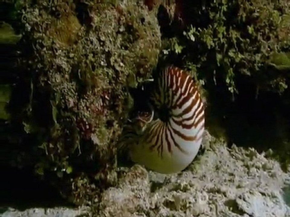 Nautilus