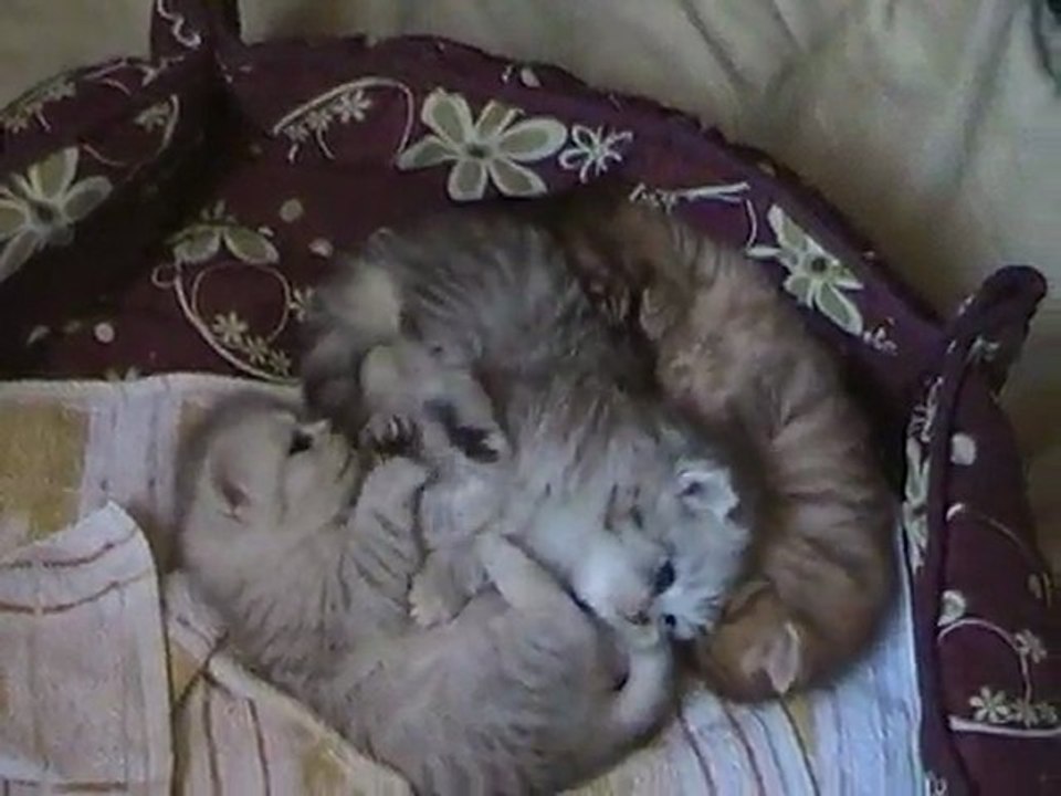 Ces demoiselles se réveillent...