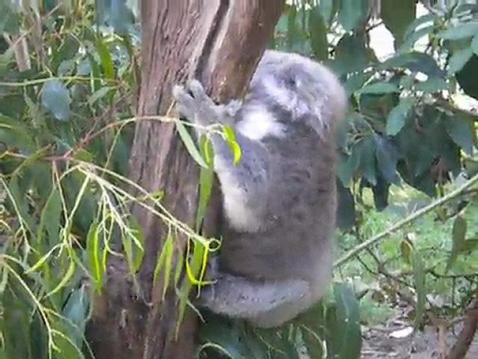 Koala