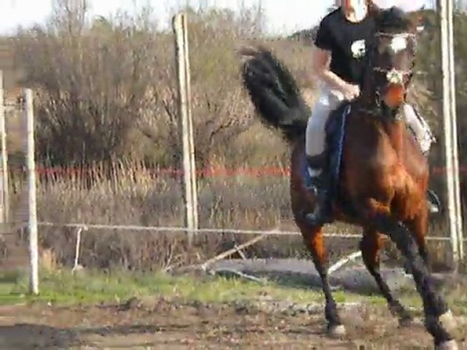 seance 26/03 changement de pied au galop / depart du reculer video 1