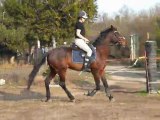 seance 26/03/2011 changement de pied au galop depart du reculer video 2