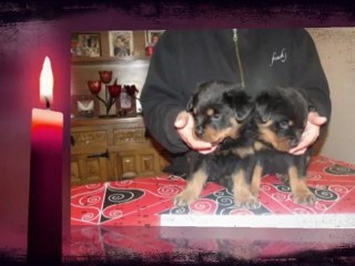 les bebes de kery flash rouse x ulla de licorne noire