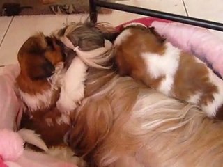 Les filles 6 semaines et leur tonton