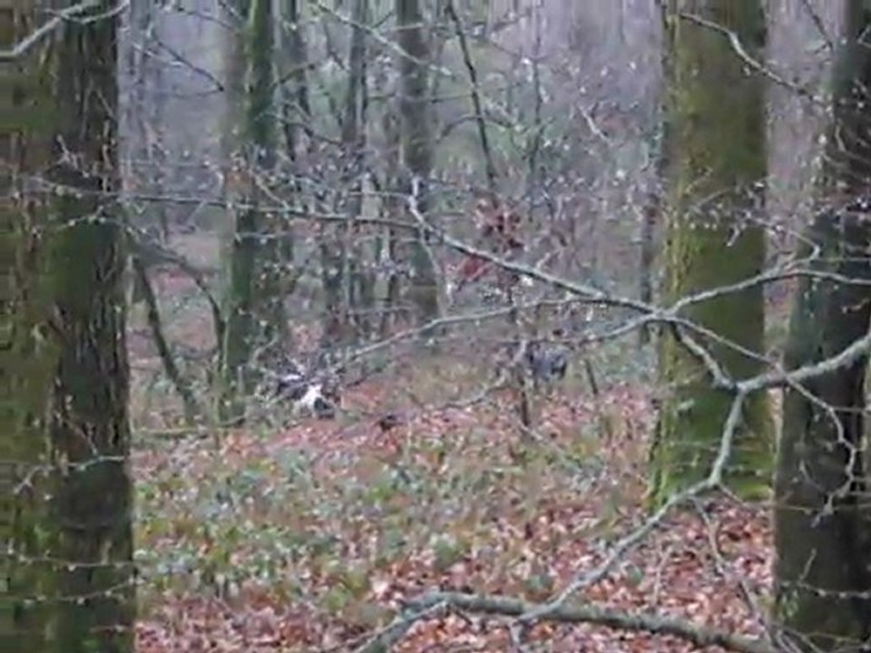 La quête au bois 2 (Equipage de lièvre)