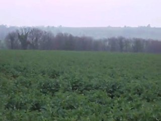 I Récris dans le colza (Equipage de Lièvre)