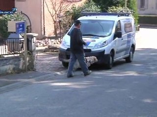 Une école... de chiens guides! (Alsace)