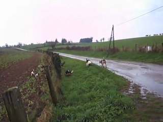 La rentrée au chenil (Equipage de lièvre)