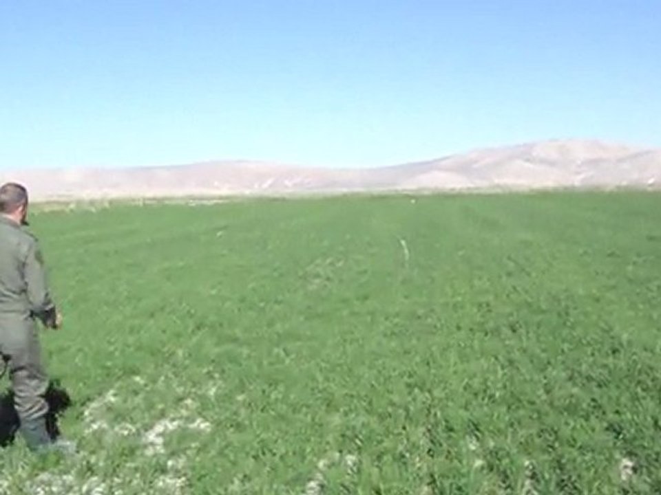 M4H00036 Kurzhaar von Konya Eğitim