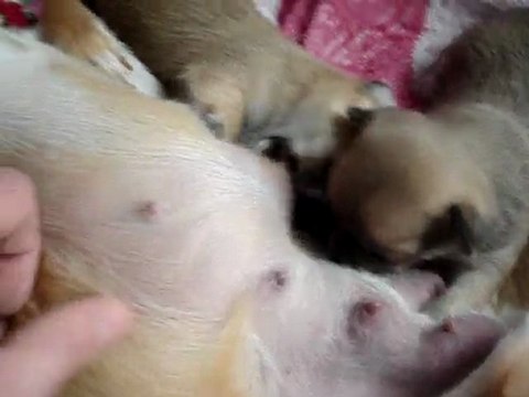 Bébés chiots chihuahua