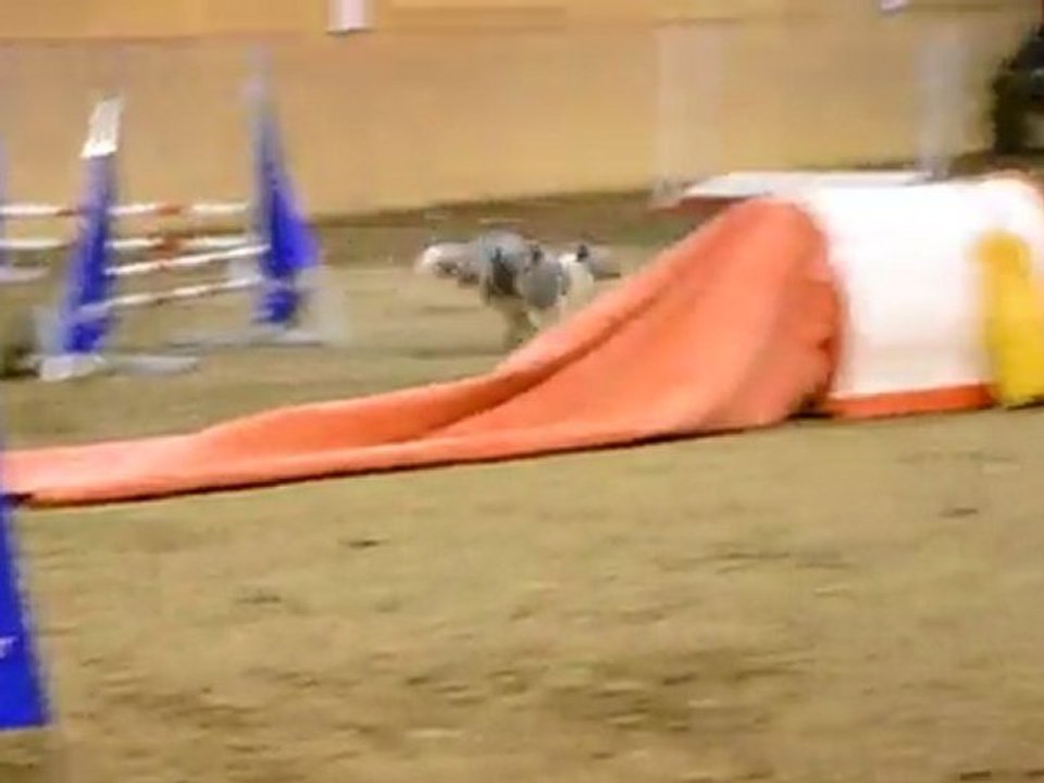 Bianca jumping TICHEMONT le 06/02/2011