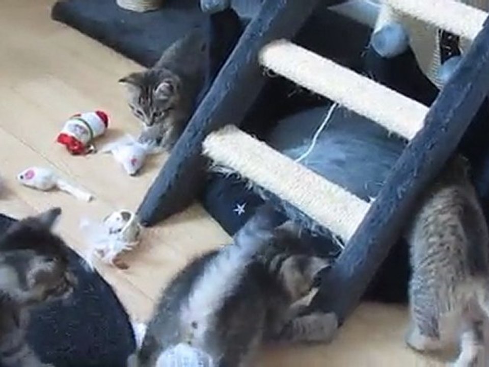 Les chatons ont 1mois