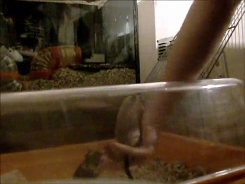 Véga et Violette - Gerbilles