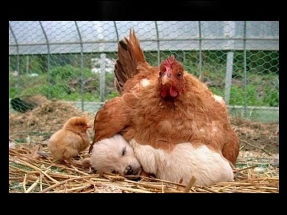 Le Good Morning - La Blague Foireuse