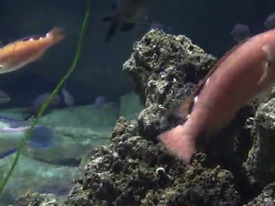 AQUARIUM TROCADERO