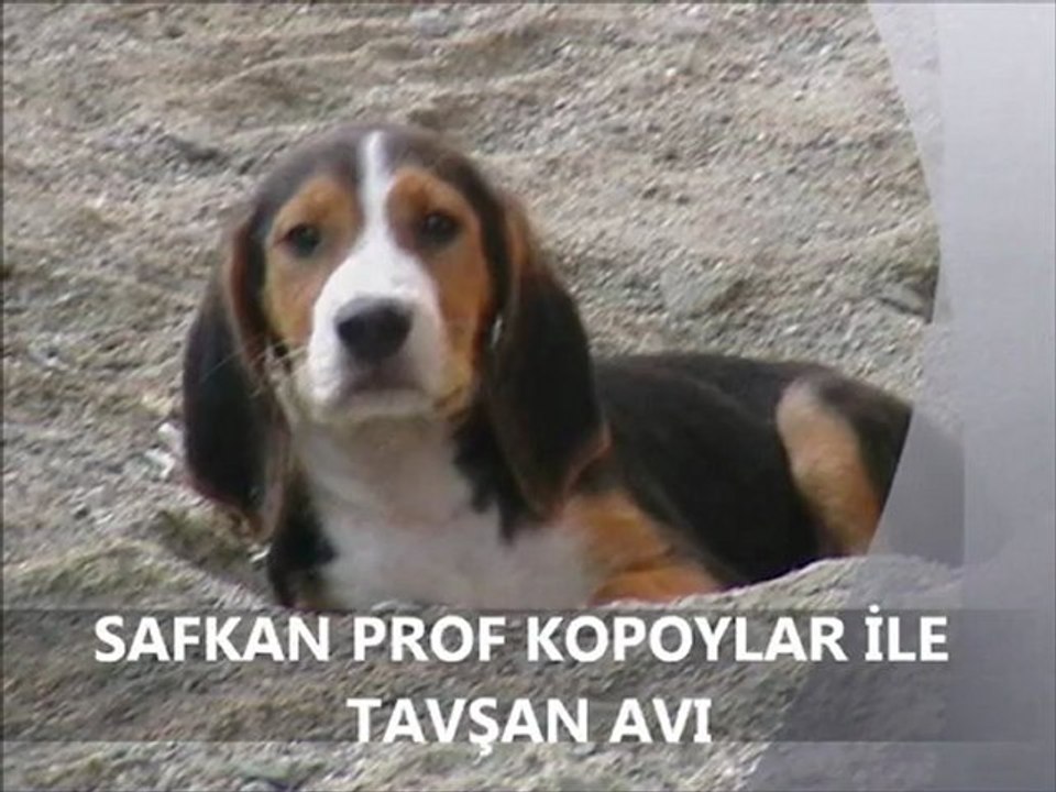 SAFKAN PROF KOPOYLAR İLE TAVŞAN AVI
