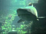 Nausicaa - les requins ( grand bassin)