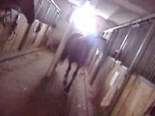 Jerico Qui Sort TOUT SEUL En Prairie