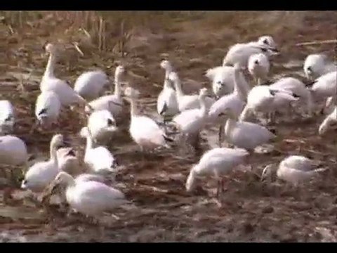 migration des oies des neiges filmé le 3 avril 2011